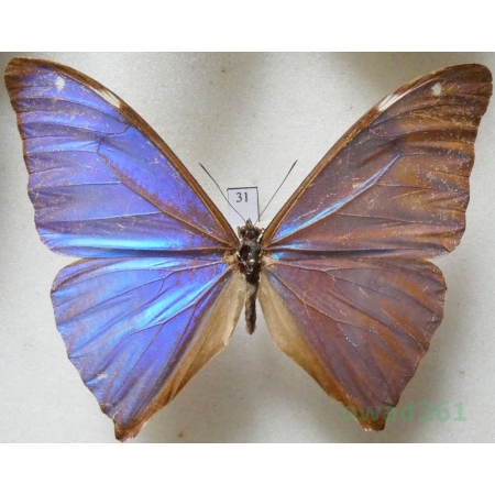 Morpho aega (Hübner, 1822) Brasil 76mm31